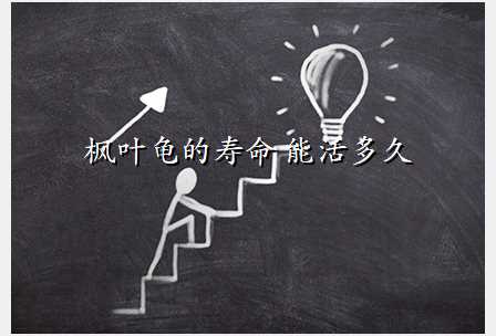 枫叶龟的寿命 能活多久