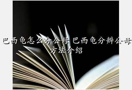巴西龟怎么分公母 巴西龟分辨公母方法介绍