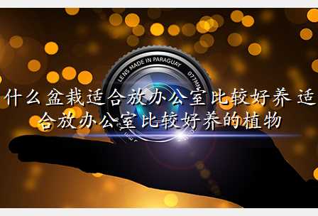 什么盆栽适合放办公室比较好养 适合放办公室比较好养的植物
