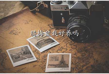 腊梅盆栽好养吗