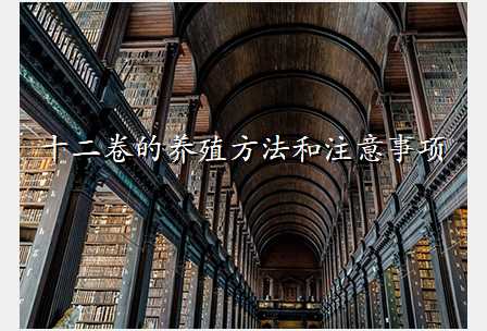 十二卷的养殖方法和注意事项