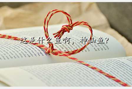 这是什么鱼啊,神仙鱼?