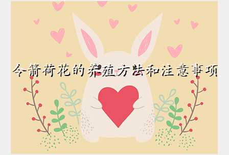 令箭荷花的养殖方法和注意事项