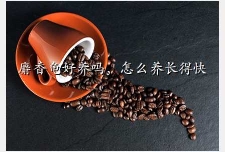 麝香龟好养吗,怎么养长得快