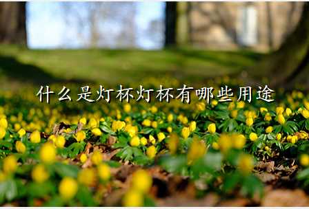 什么是灯杯灯杯有哪些用途