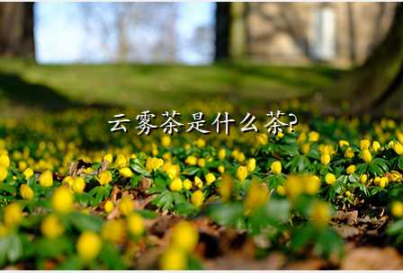 云雾茶是什么茶?